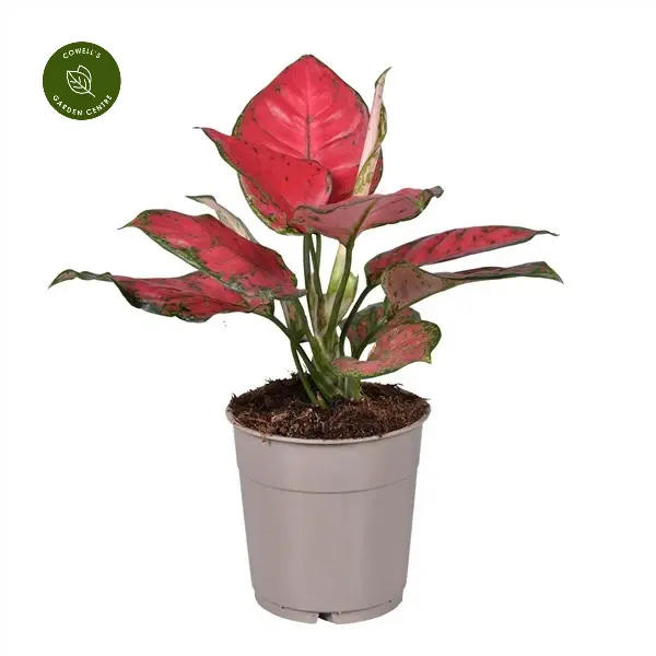 Aglaonema 'Sun Star' 3 Aglaonema 'Sun Star'