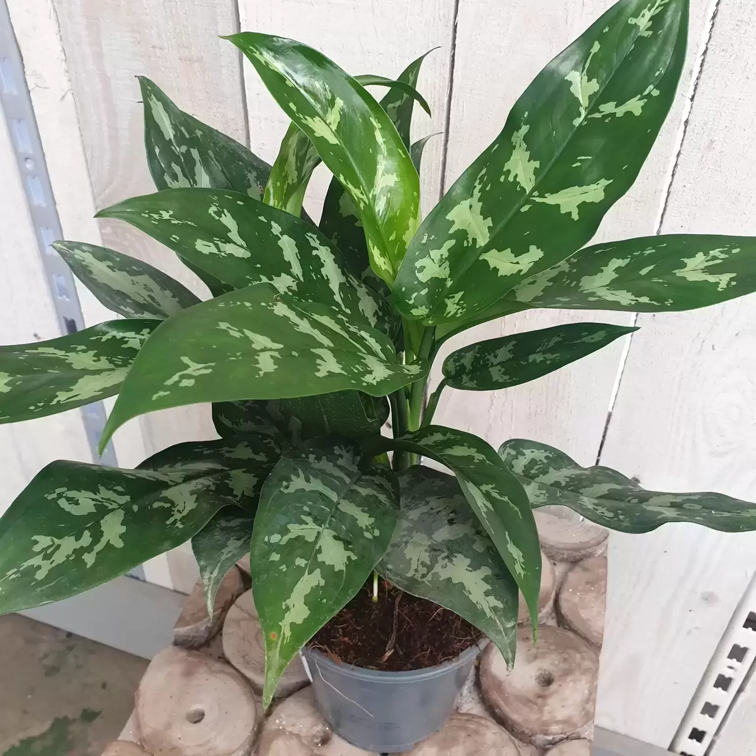 Aglaonema 'Tigres' 4 Aglaonema 'Tigres' - Image 2