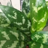 Aglaonema 'Tigres' 2 Aglaonema 'Tigres' -Garden Care Supply Store aglaonema tigres 1536x1536 61f2cb42637e2 l