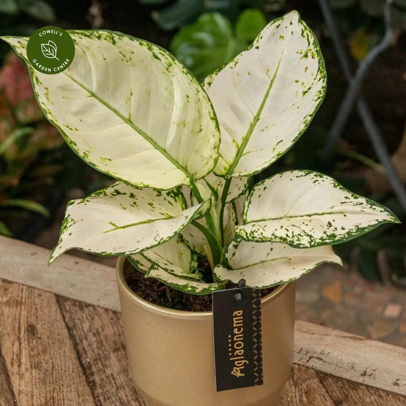 Aglaonema 'White Joy' 4 Aglaonema 'White Joy' - Image 2