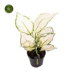 Aglaonema 'White Joy'