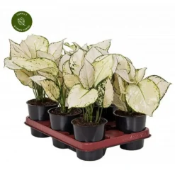 Aglaonema 'White Joy' 7 Aglaonema 'White Joy' -Garden Care Supply Store aglaonema white joy 791x791 63d65dd6c4286 l