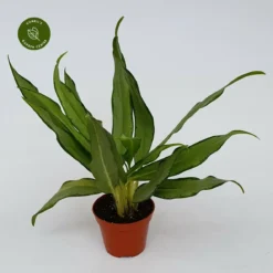 Aglaonema 'White Lance'