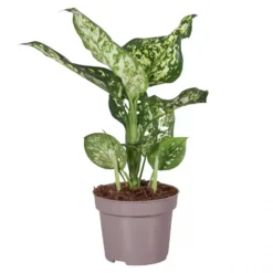 Aglaonema 'White Star'