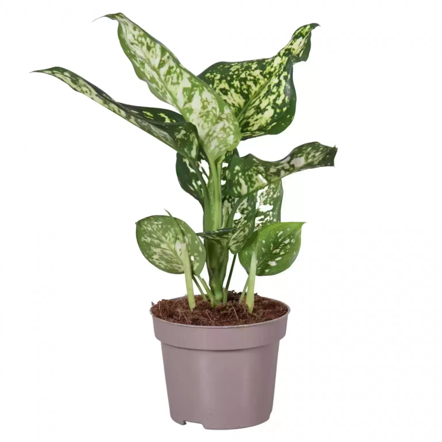 Aglaonema 'White Star' 3 Aglaonema 'White Star'