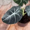 Alocasia 'Black Velvet' 12cm 2 Alocasia 'Black Velvet' 12cm -Garden Care Supply Store alocasia black velvet 1536x1536 62d022a88f28b l