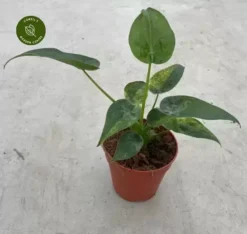 Alocasia Cucullata 'Variegata'