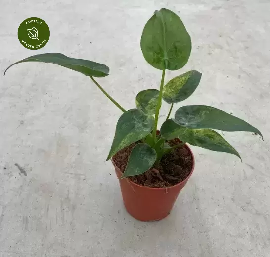 Alocasia Cucullata 'Variegata' 3 Alocasia Cucullata 'Variegata'