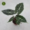 Alocasia 'Dragon Tooth'