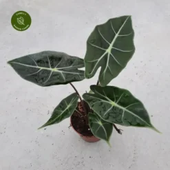Alocasia 'Dragon Tooth'