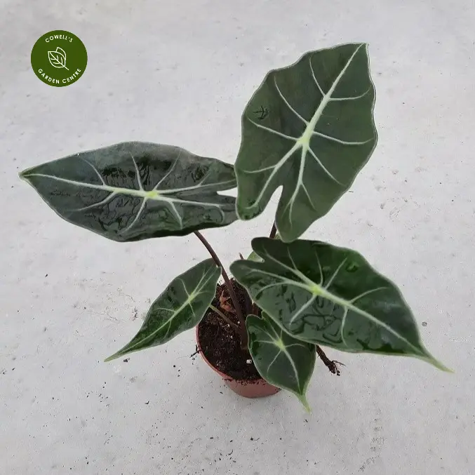 Alocasia 'Dragon Tooth' 3 Alocasia 'Dragon Tooth'
