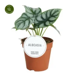 Alocasia 'Silver Dragon' 11cm -Garden Care Supply Store alocasia silver dragon 600x600 652be56517238 l