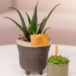 Aloe Aculeata – Jurassic Dragon 7 Aloe Aculeata – Jurassic Dragon -Garden Care Supply Store aloe aculeata jurassic dragon 742x741 63132b9aba8e1 l