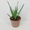 Aloe Arborescens 2 Aloe Arborescens -Garden Care Supply Store aloe arborescens 1500x1500 61f3230bb0cea l