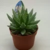 Aloe Brevifolia 1 Aloe Brevifolia -Garden Care Supply Store aloe brevifolia 898x898 61f2d439365ad l