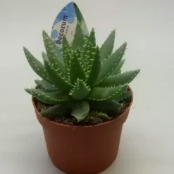 Aloe Brevifolia