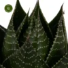 Aloe 'Cosmo' 13cm 2 Aloe 'Cosmo' 13cm -Garden Care Supply Store aloe cosmo 1200x1200 643d1a02d9fae l