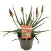 Aloe Arborescens 'Safari Sunrise' 2 Aloe Arborescens 'Safari Sunrise' -Garden Care Supply Store aloe safari sunrise 1200x1200 63132b79aeda6 l