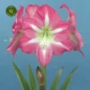 Amaryllis 'Exposure' 1 Amaryllis 'Exposure' -Garden Care Supply Store amaryllis exposure 1000x1000 6369134d63fa7 l