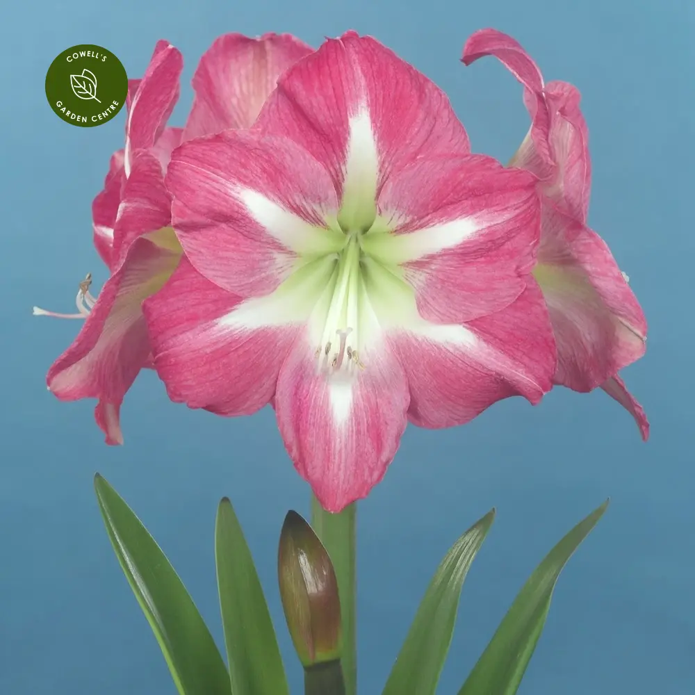 Amaryllis 'Exposure' 3 Amaryllis 'Exposure'
