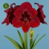 Amaryllis 'Premiere' 1 Amaryllis 'Premiere' -Garden Care Supply Store amaryllis premiere 324x324 636916617ba7a l
