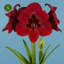 Amaryllis 'Premiere'