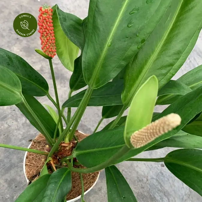 Anthurium Bakeri 3 Anthurium Bakeri