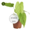 Anthurium Balaoanum -Garden Care Supply Store anthurium balaoanum 618x600 64cfafa092ef1 l