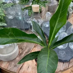 Anthurium Brownii 'Arrow' -Garden Care Supply Store anthurium brownii arrow 1208x1208 61f323ff19d17 l