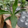 Anthurium Brownii 'Arrow' 1 Anthurium Brownii 'Arrow' -Garden Care Supply Store anthurium brownii arrow 1512x1512 61f323e852e38 l