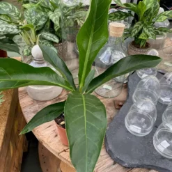 Anthurium Brownii 'Arrow'