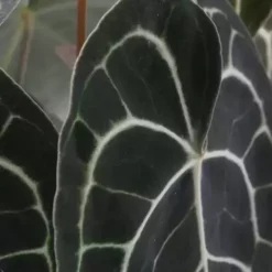 Anthurium Clarinervium 12cm