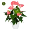 Anthurium 'Colorado' 1 Anthurium 'Colorado' -Garden Care Supply Store anthurium colorado 2831x2831 641321e985599 l