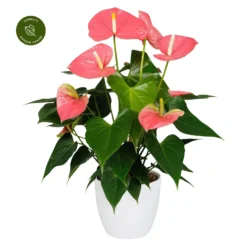 Anthurium 'Colorado'