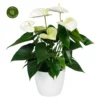 Anthurium 'Samora' 1 Anthurium 'Samora' -Garden Care Supply Store anthurium coral champion 2948x2948 6413213e0001c l