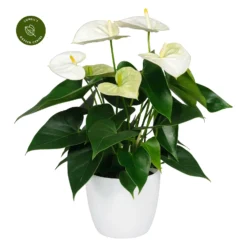 Anthurium 'Samora'