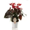 Anthurium 'Coral Champion' 2 Anthurium 'Coral Champion' -Garden Care Supply Store anthurium coral champion 850x850 61f2d5966cdc1 l