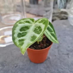 Anthurium Crystallinum 6cm