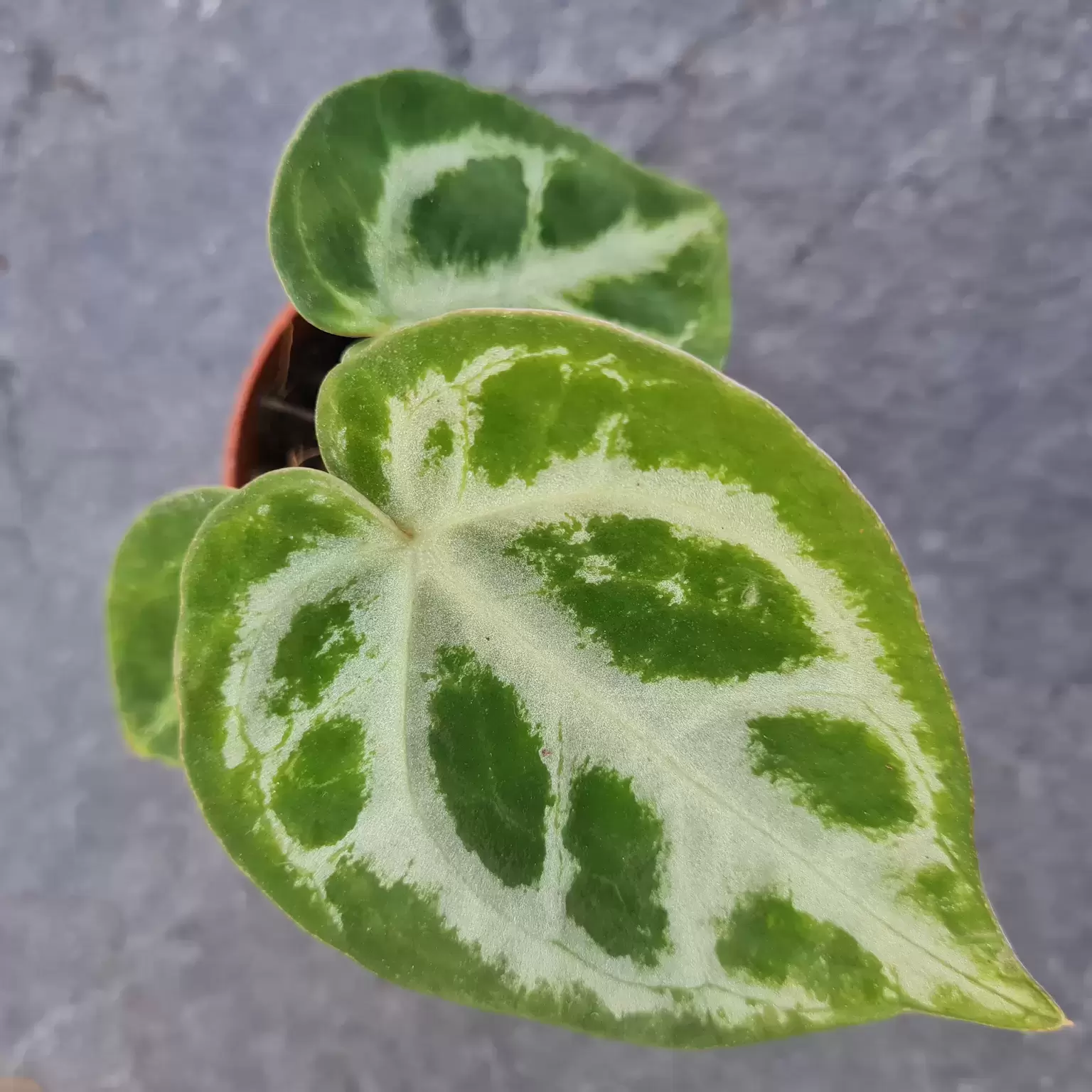 Anthurium Crystallinum 6cm 4 Anthurium Crystallinum 6cm - Image 2