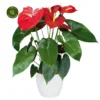 Anthurium 'Edison' -Garden Care Supply Store anthurium edison 3000x3000 641323fbdfe0d l