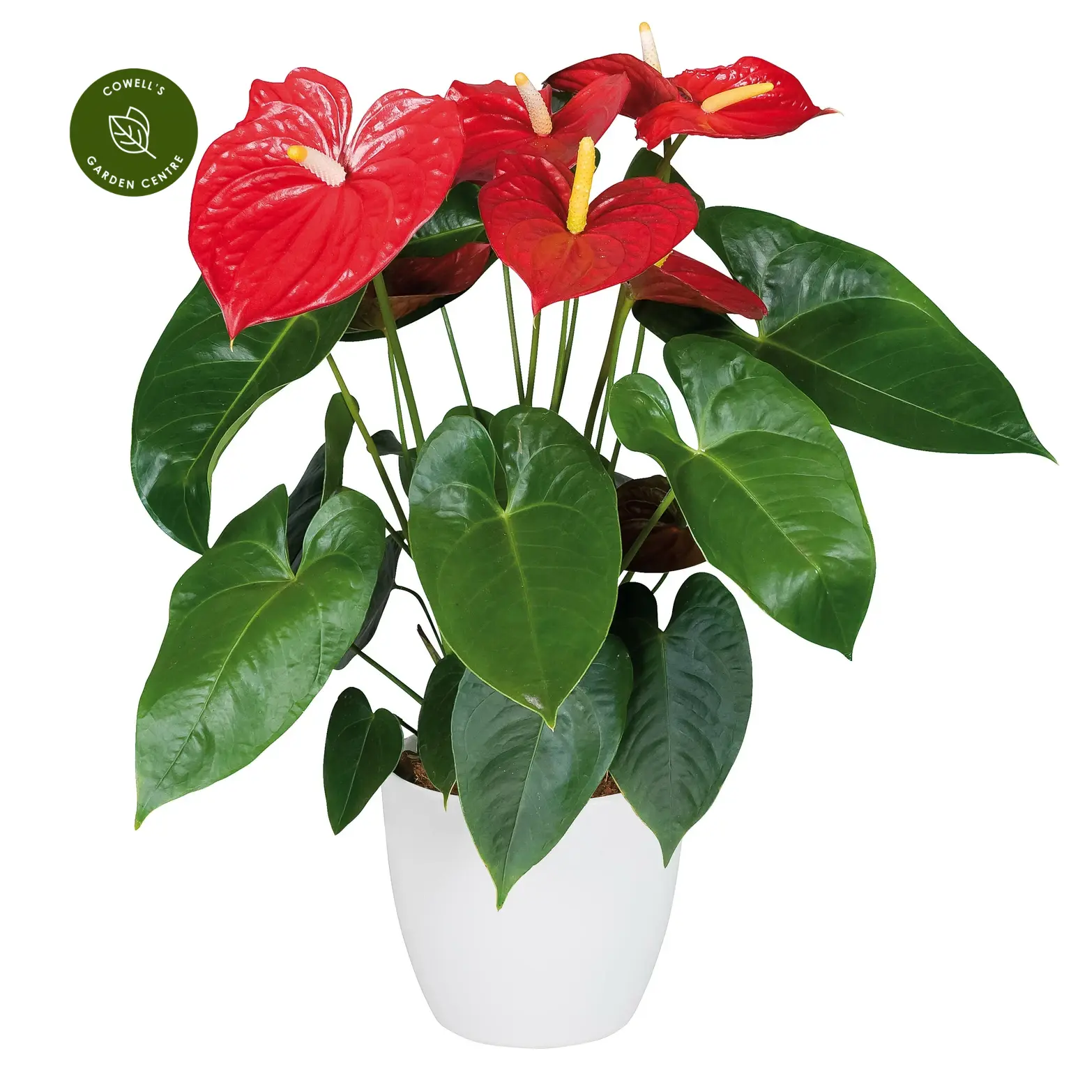 Anthurium 'Edison' 3 Anthurium 'Edison'