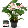 Anthurium 'Karma Hotlips' 12cm 2 Anthurium 'Karma Hotlips' 12cm -Garden Care Supply Store anthurium karma hotlips 1232x1536 6278d0d26109c l