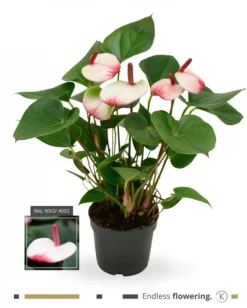 Anthurium 'Karma Hotlips' 12cm