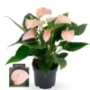 Anthurium 'Karma Joli Peach' -Garden Care Supply Store anthurium karma joli peach 1243x1536 61f2d5afb7183 l