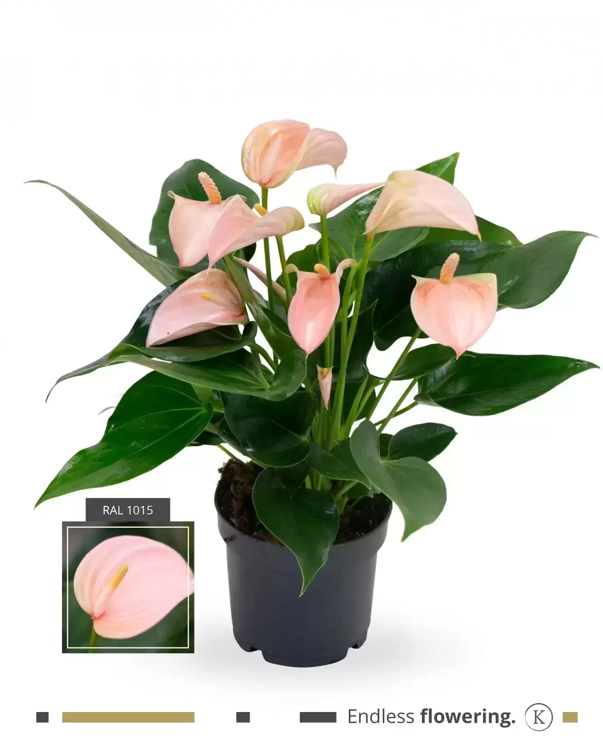 Anthurium 'Karma Joli Peach' 3 Anthurium 'Karma Joli Peach'