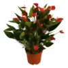 Anthurium 'Karma Million Flowers Red' 2 Anthurium 'Karma Million Flowers Red' -Garden Care Supply Store anthurium karma million flowers red 600x600 61f2eb1a80b59 l