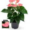 Anthurium 'Karma Sweet Dream' 2 Anthurium 'Karma Sweet Dream' -Garden Care Supply Store anthurium karma sweet dream 1307x1536 61f2eb1bb59b7 l