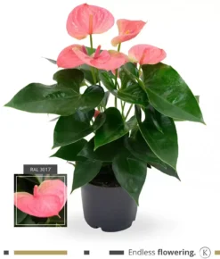 Anthurium 'Karma Sweet Dream'