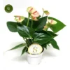 Anthurium 'Leganza' 12cm 2 Anthurium 'Leganza' 12cm -Garden Care Supply Store anthurium leganza 533x533 63f73c8b28164 l