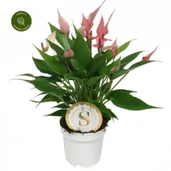 Anthurium 'Lilli Pink' 12cm